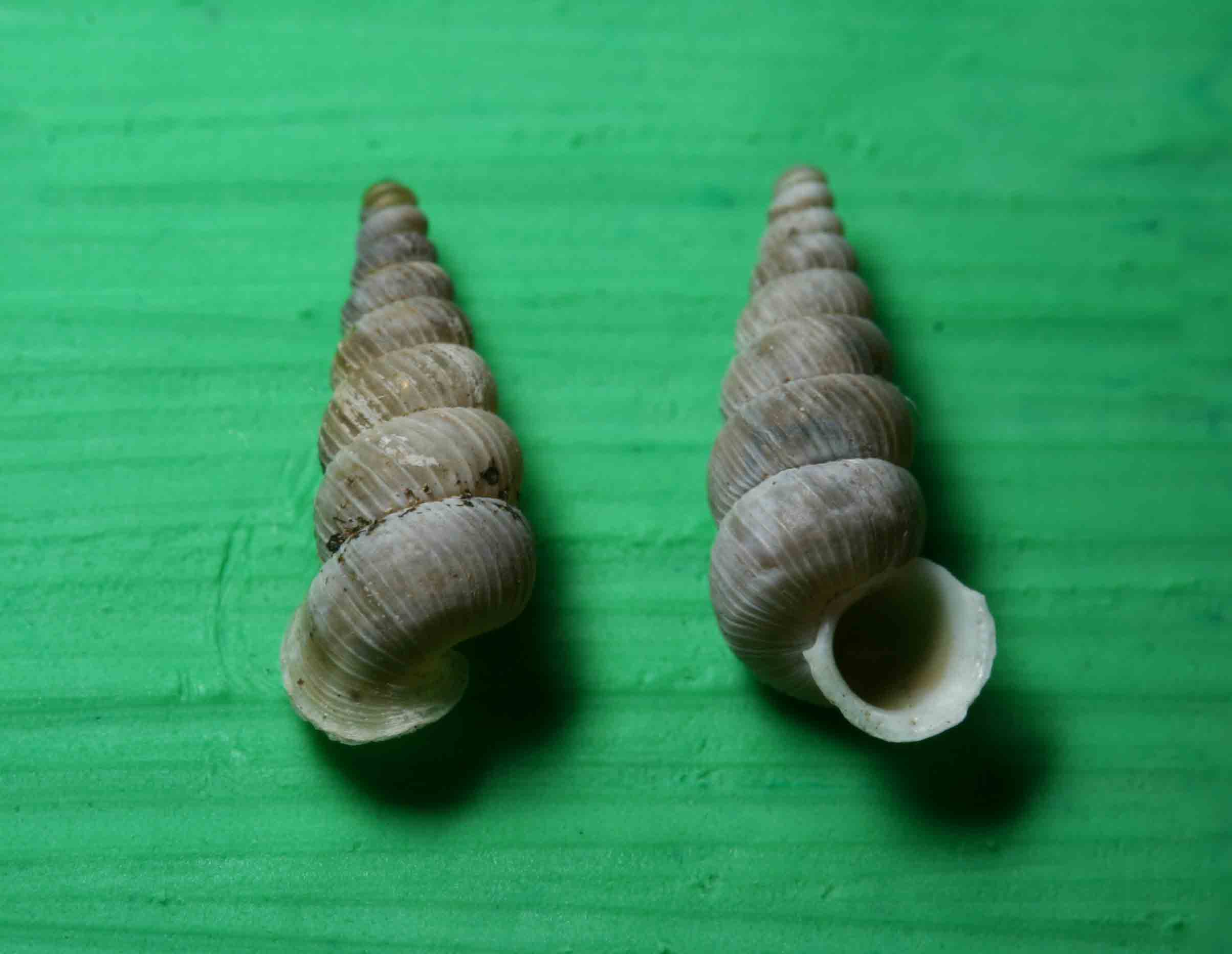 Cochlostoma cf.agriotes - Gole del Sagittario